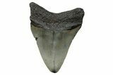 Serrated, Fossil Megalodon Tooth - North Carolina #272508-1